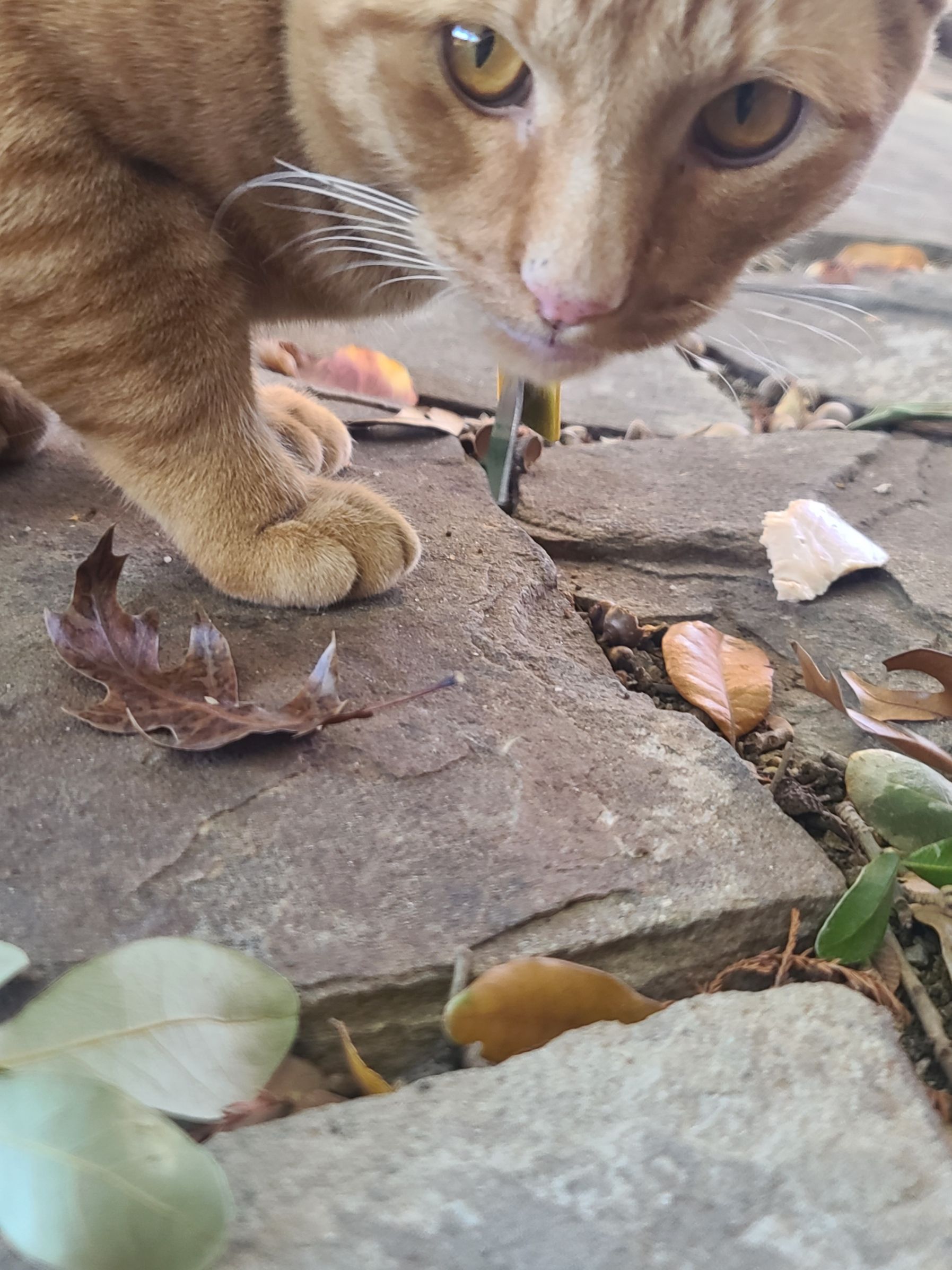 Orange cat that was probably killed by Coyotes