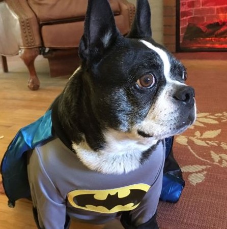 batdog.jpg